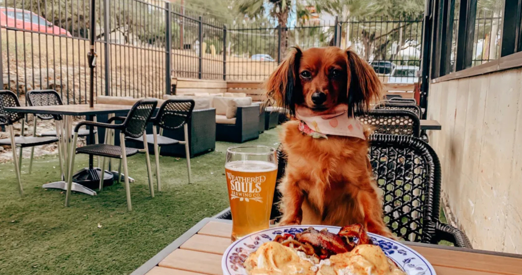Dog at San Antonio Brewery